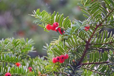 紫杉|Taxus cuspidata